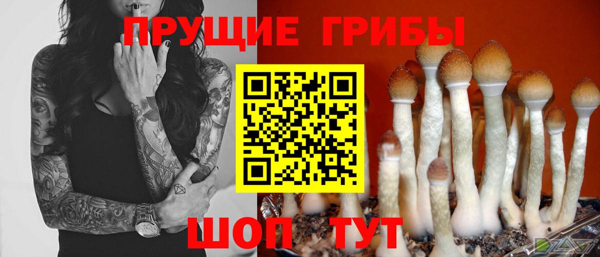 Псилоцибиновые грибы Psilocybe  Вход с VPN  Курск  Галлюциногенные грибы мицелий 